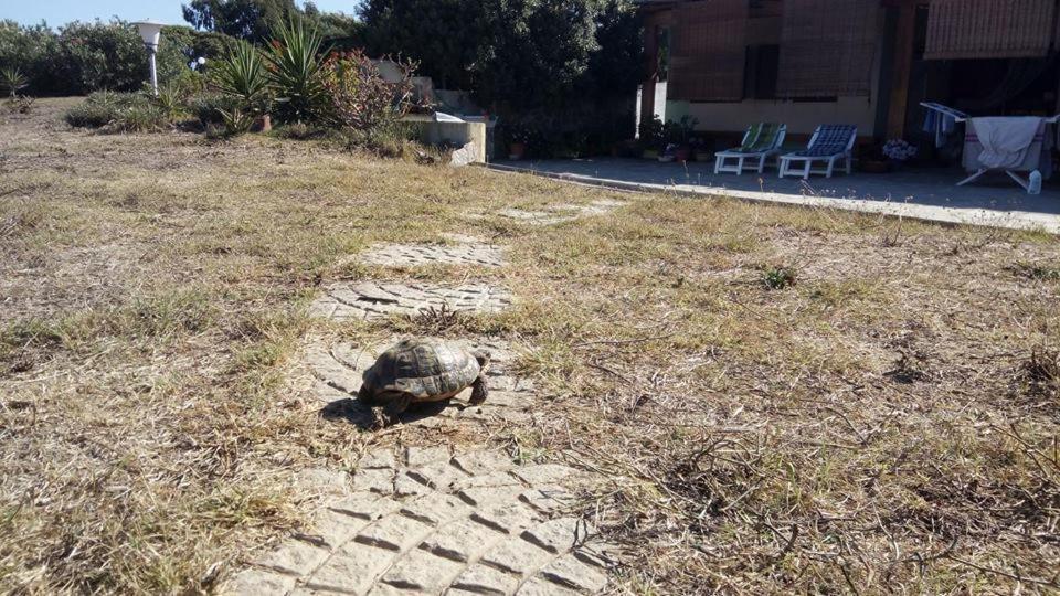 Affittacamere Casa Maica Stintino Exteriör bild